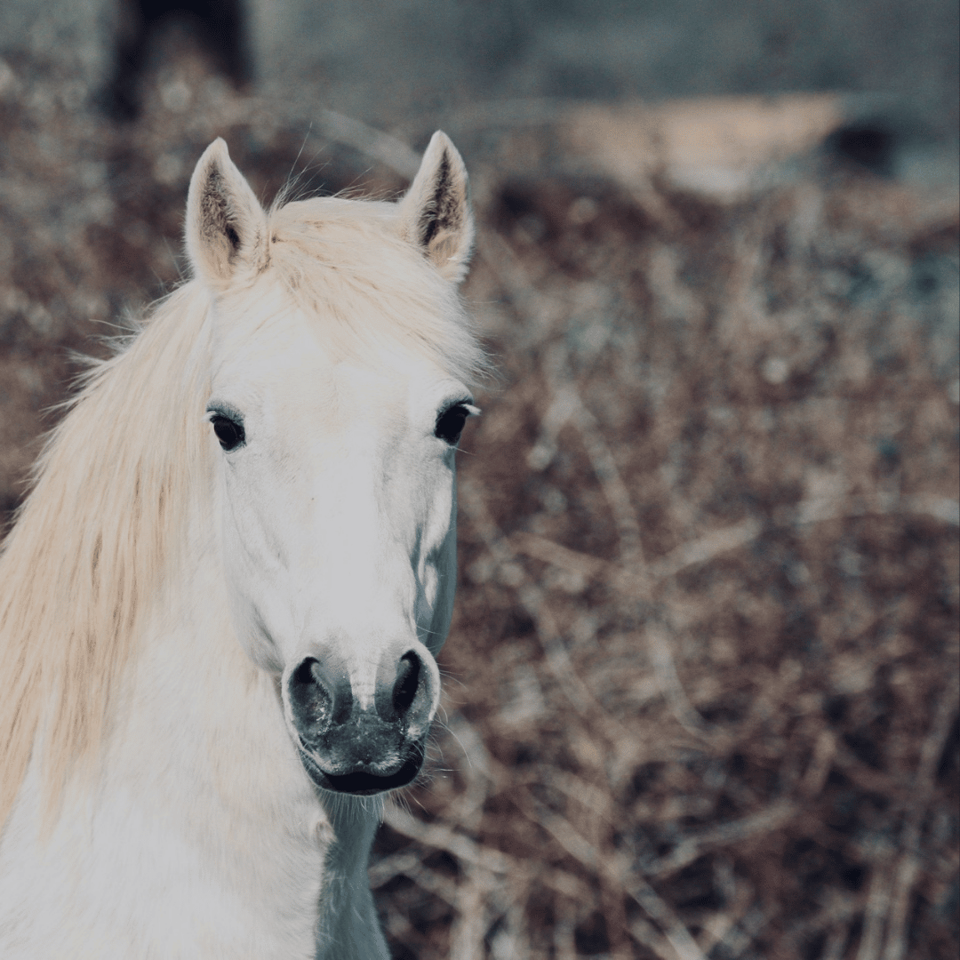 Gray Connemara Pony