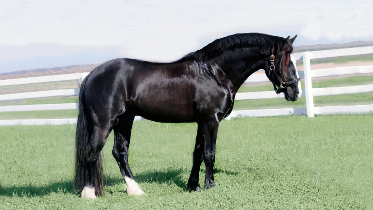 Black Connemara Stallion R BLUE MOON