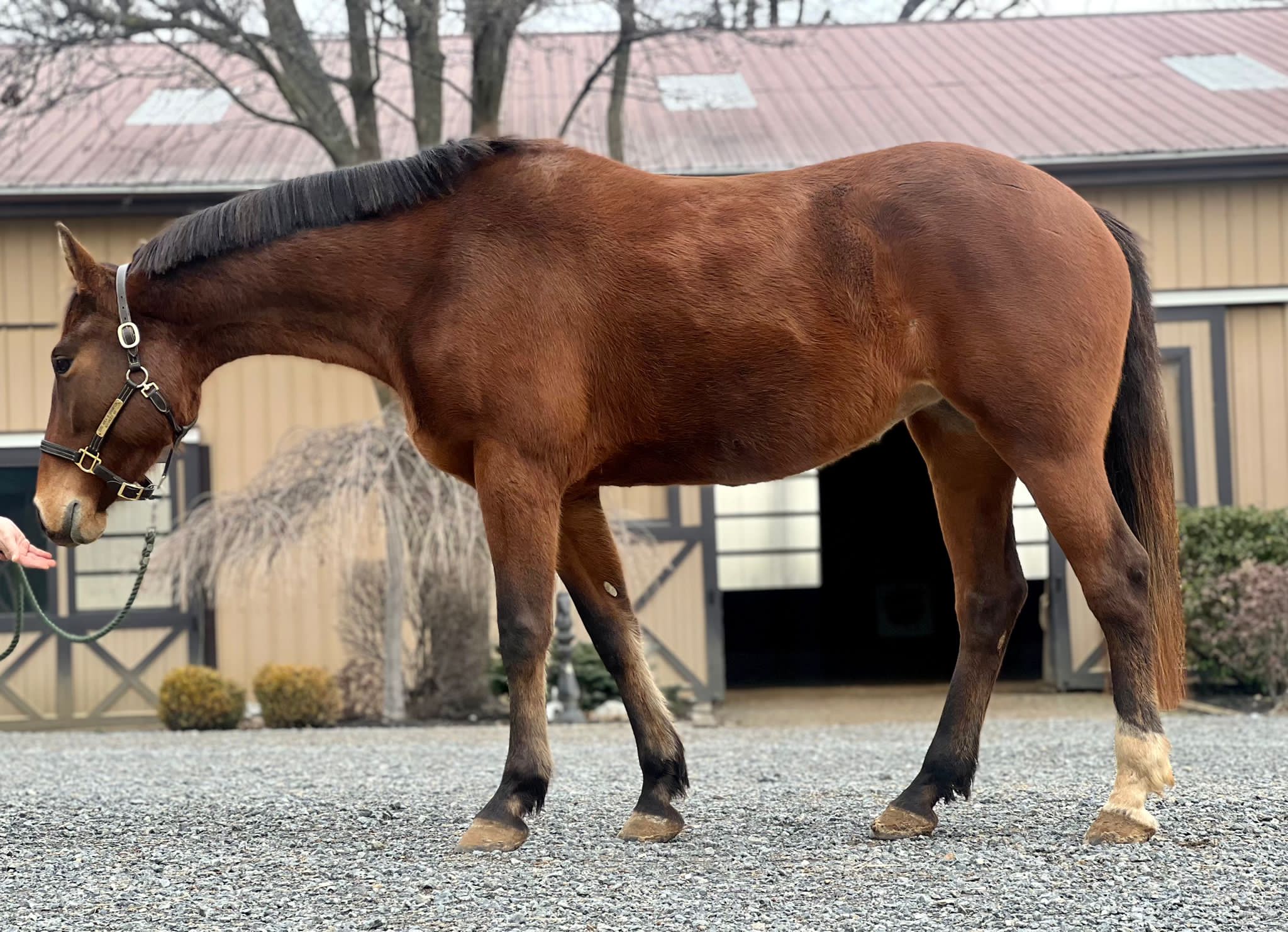 Connemara - Thoroughbred Mare Sired by R Blue Moon.
