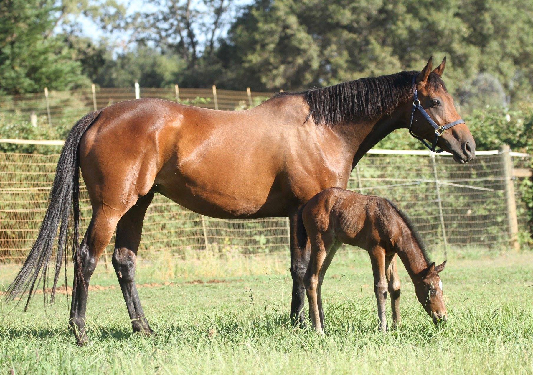 Thoroughbred mare with her Connemara Sport Horse Foal