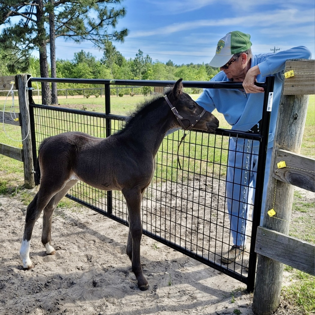 Connemara x Warmblood sired by R Blue Moon and out of Dalicia, OLD